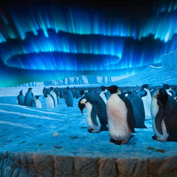 Emperor penguin diorama